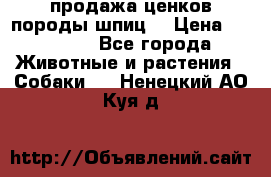 продажа ценков породы шпиц  › Цена ­ 35 000 - Все города Животные и растения » Собаки   . Ненецкий АО,Куя д.